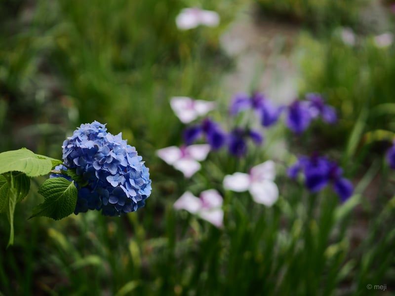 紫陽花と菖蒲の競演