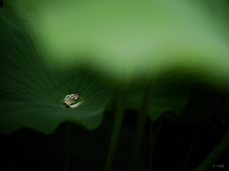 一滴の静寂