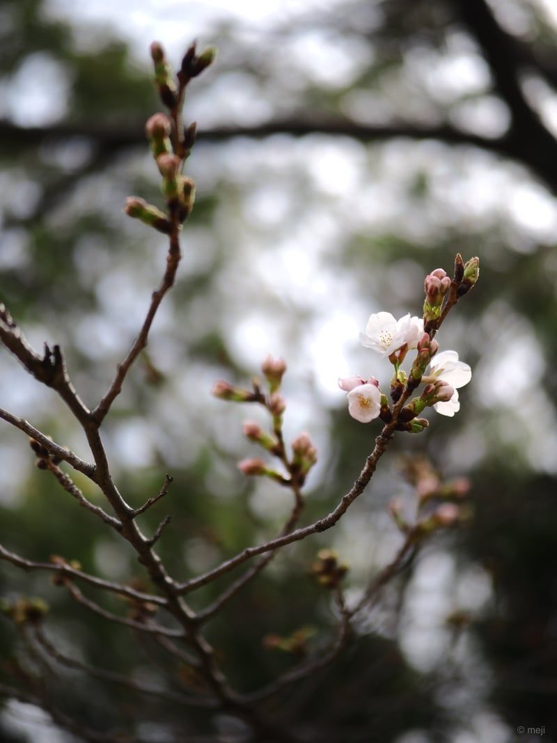 春の先触れ