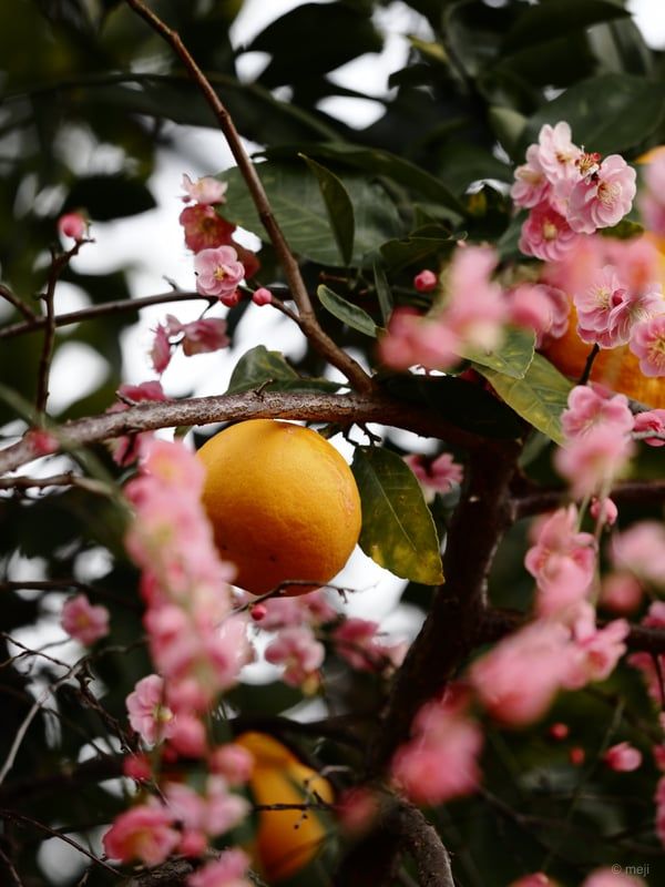 梅と橙