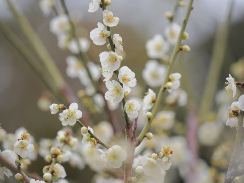 白梅さきほこる