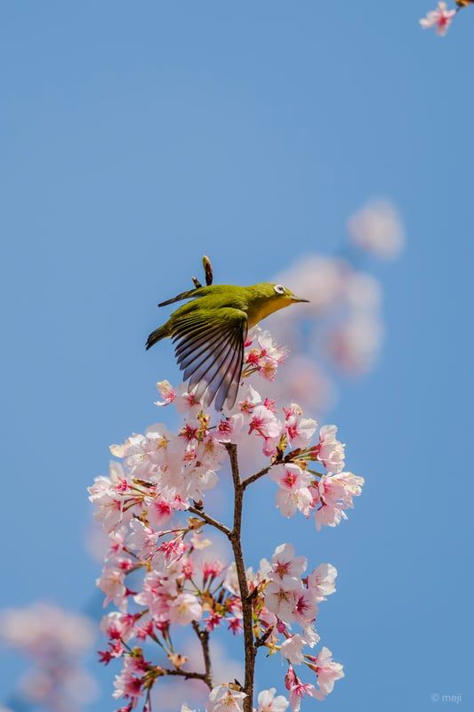 枝先からの飛翔
