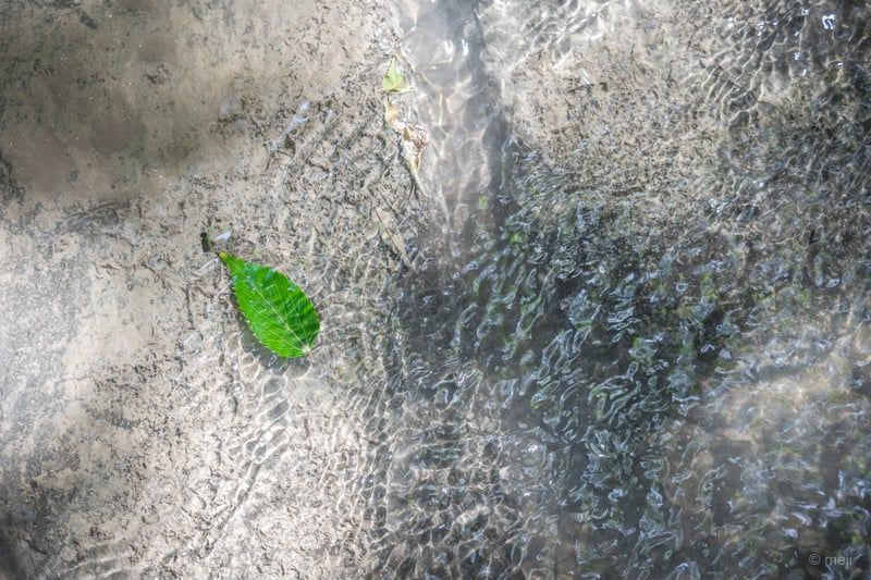 清流の葉
