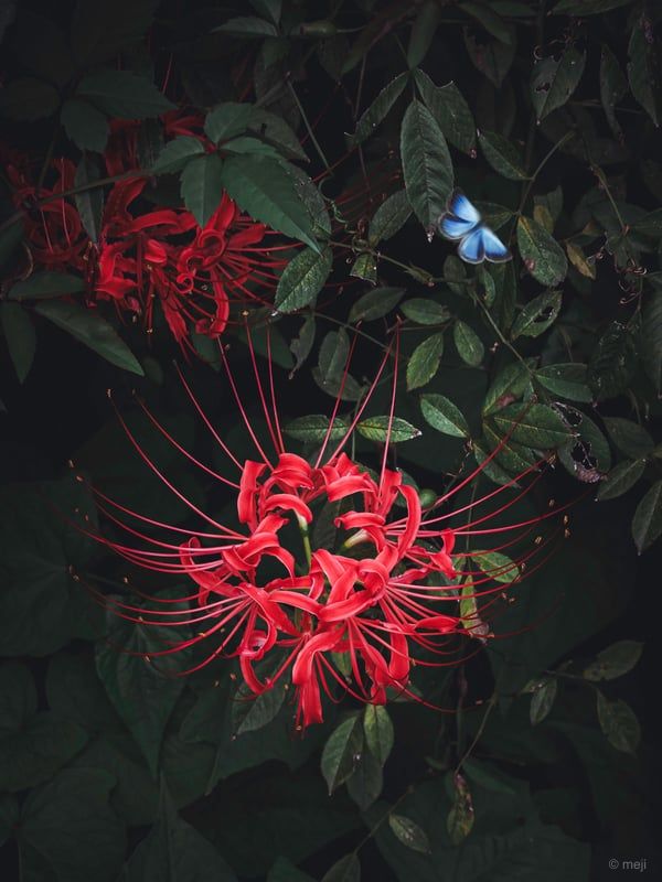 スリーショット