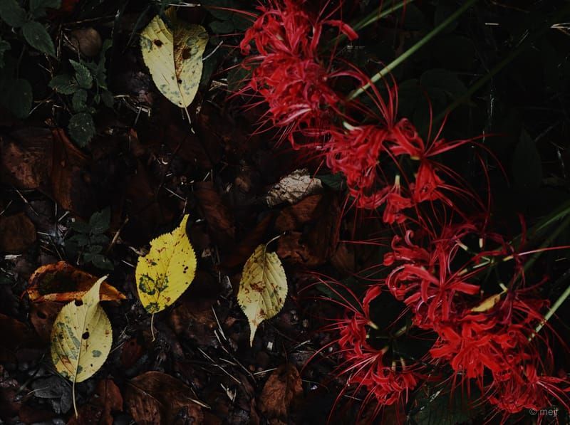 彼岸花と落ち葉